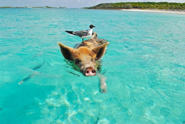 Las Bahamas playa mar cerdo nadando pájaro