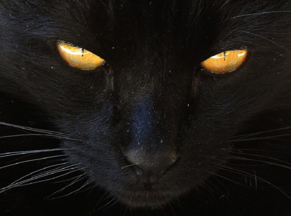 Supersticiones sobre gatos