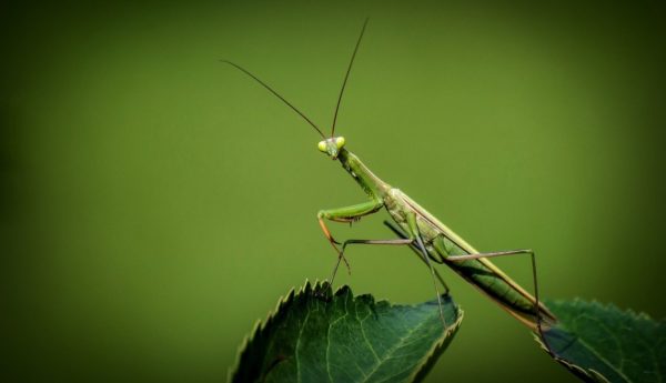 Soñar con insectos