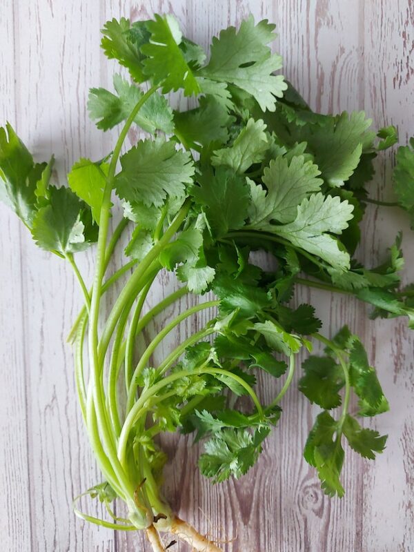 Recetas con Cilantro: